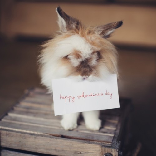 ウサギによるハッピーバレンタイン