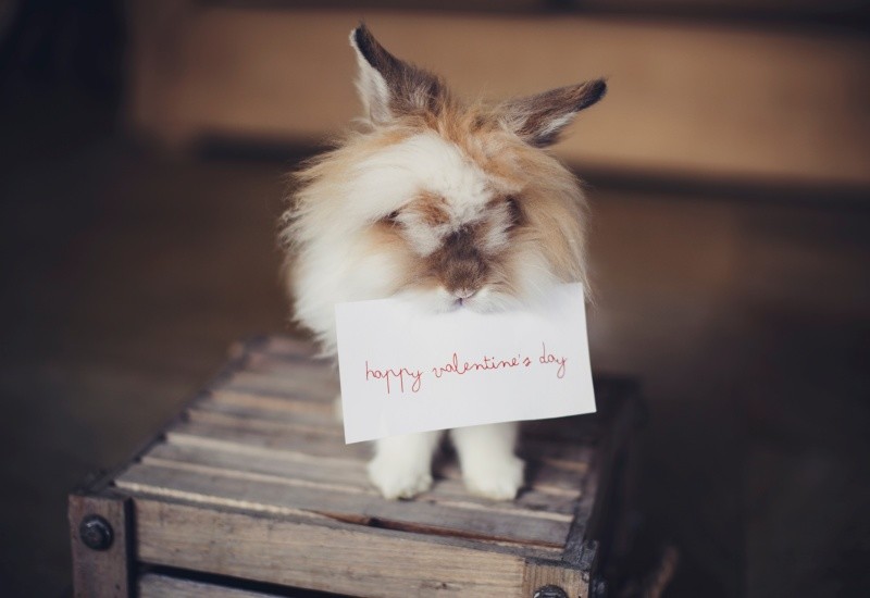 ウサギによるハッピーバレンタイン