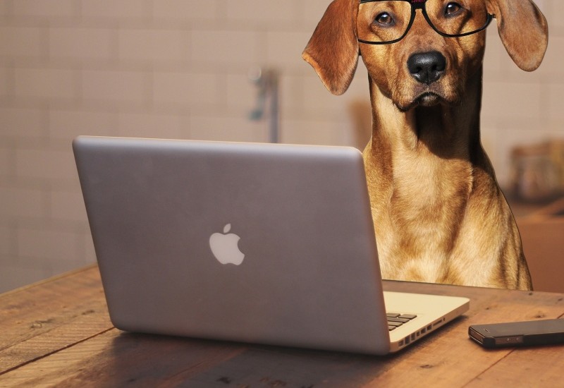 犬とパソコン