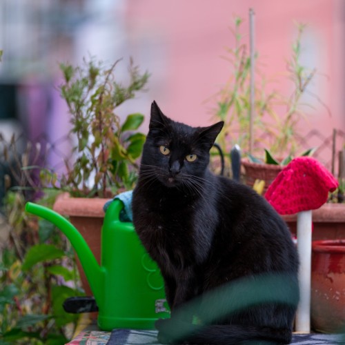 庭の黒猫