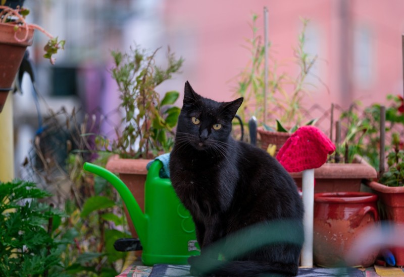 庭の黒猫